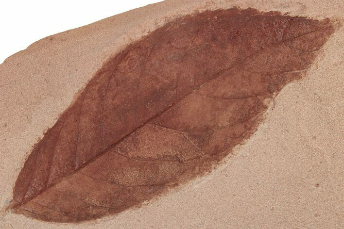 Red Fossil Leaf (Fraxinus) - Montana #189005
